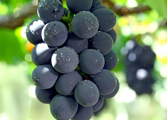 吃啥补铁补血最快最好(补血的铁剂吃完之后副作用)-硒宝网