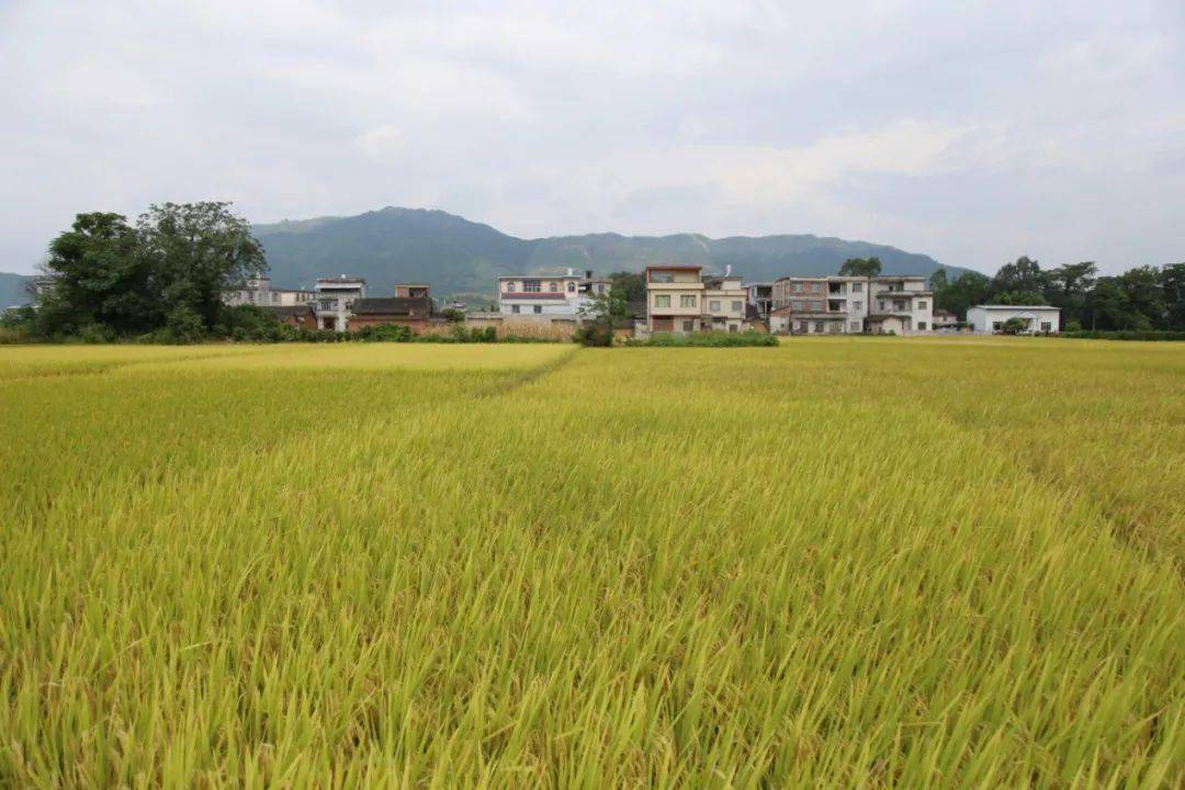 广西富硒蔬菜（富硒蔬菜的标准）-硒宝网