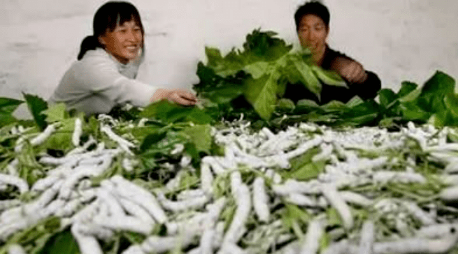 广西富硒蔬菜（富硒蔬菜的标准）-硒宝网