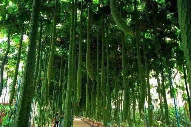 广西富硒蔬菜（富硒蔬菜的标准）-硒宝网