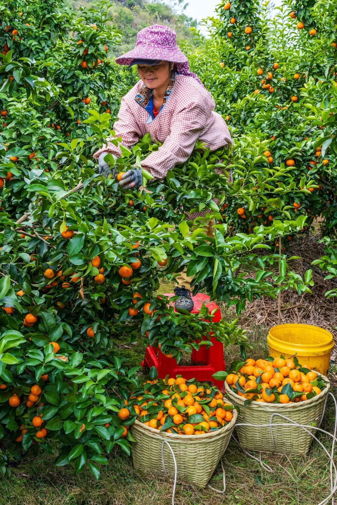 富硒蔬菜好吗(蔬菜富硒标准是多少)-硒宝网