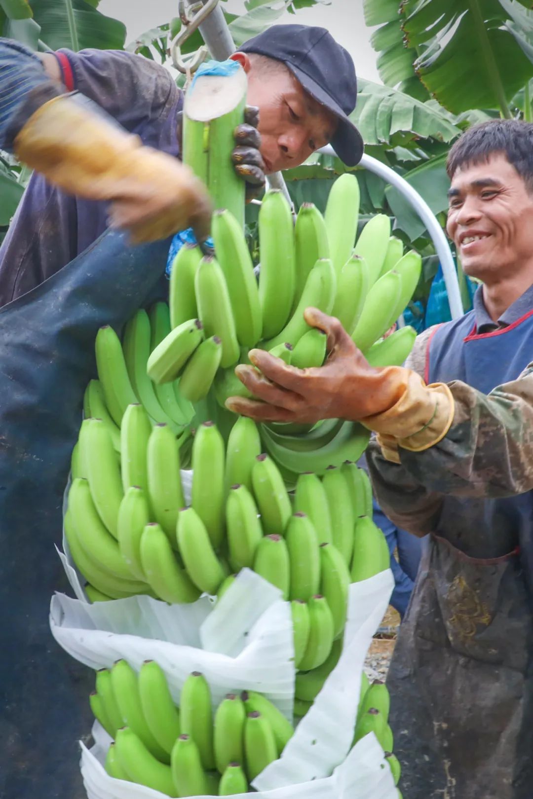 富硒蔬菜好吗(蔬菜富硒标准是多少)-硒宝网