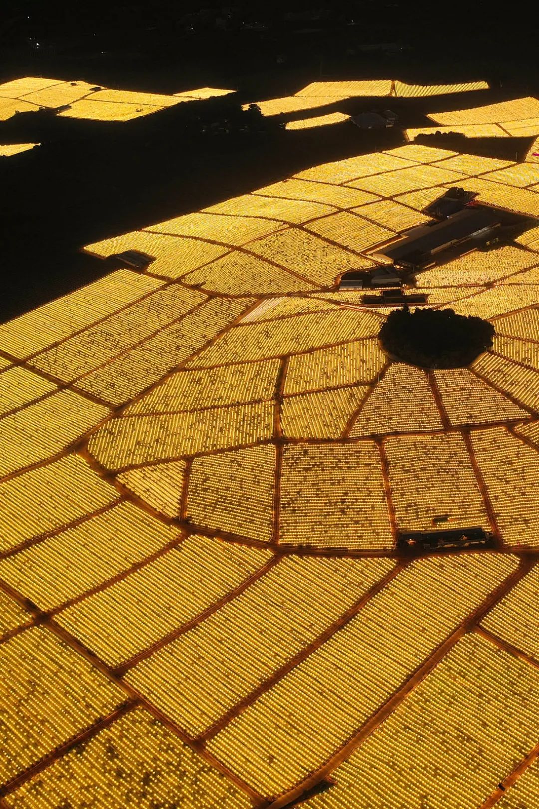 富硒蔬菜好吗(蔬菜富硒标准是多少)-硒宝网