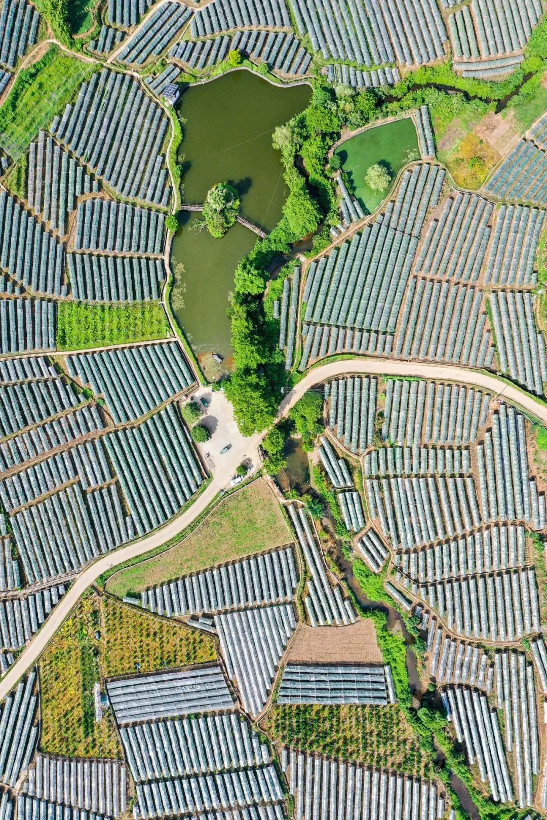 富硒蔬菜好吗(蔬菜富硒标准是多少)-硒宝网