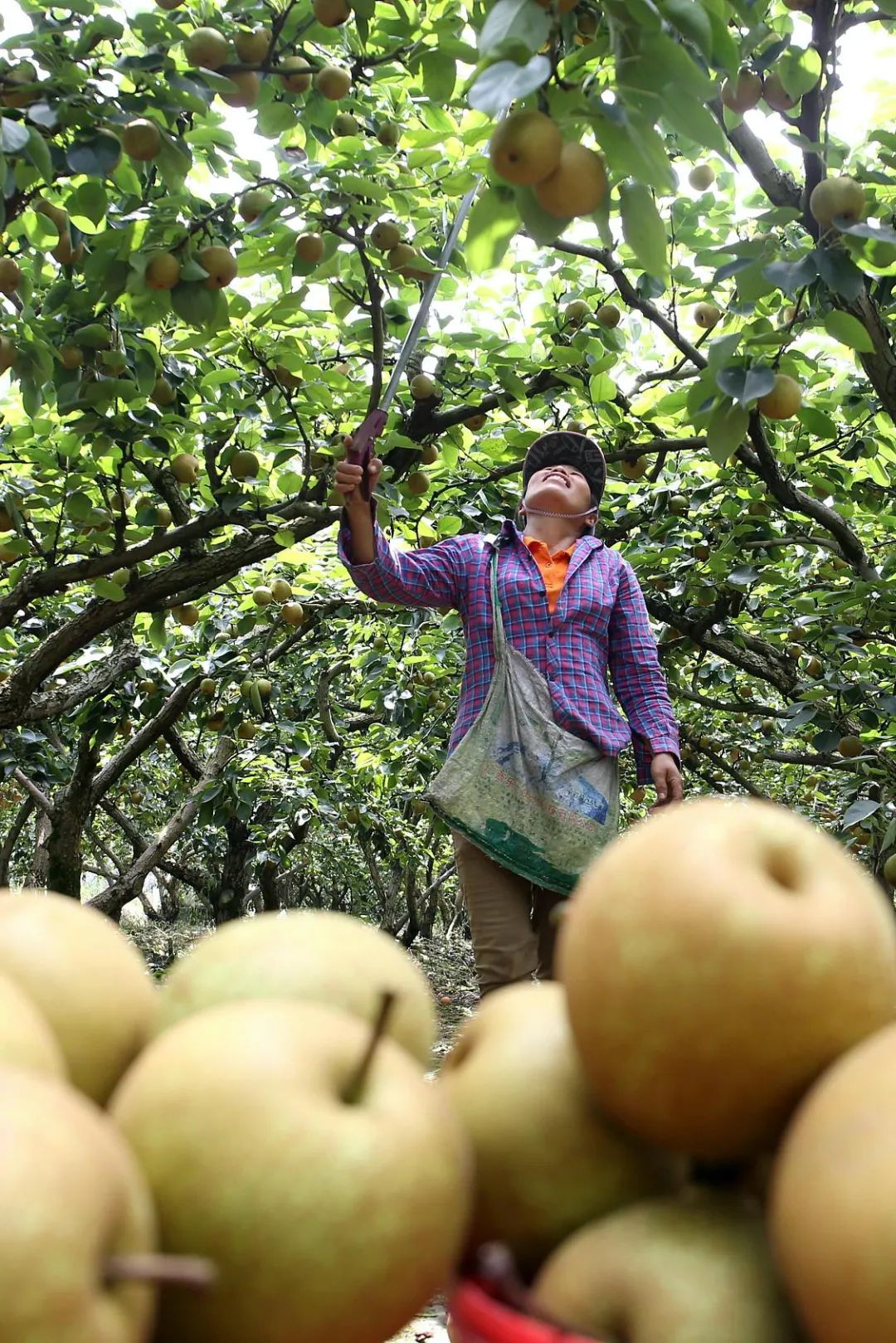 富硒蔬菜好吗(蔬菜富硒标准是多少)-硒宝网