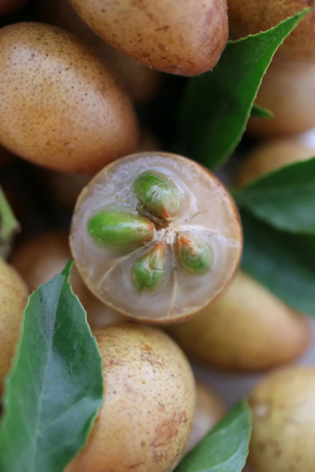 富硒蔬菜好吗(蔬菜富硒标准是多少)-硒宝网