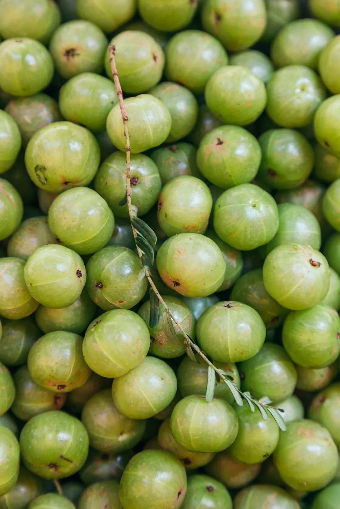 富硒蔬菜好吗(蔬菜富硒标准是多少)-硒宝网