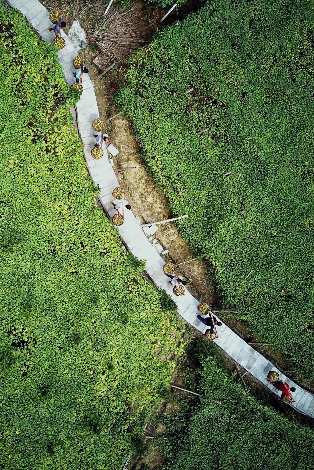 富硒蔬菜好吗(蔬菜富硒标准是多少)-硒宝网