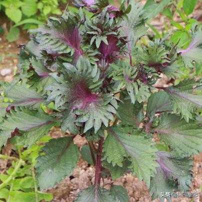 富硒蔬菜韭菜(富硒韭菜价格)-硒宝网