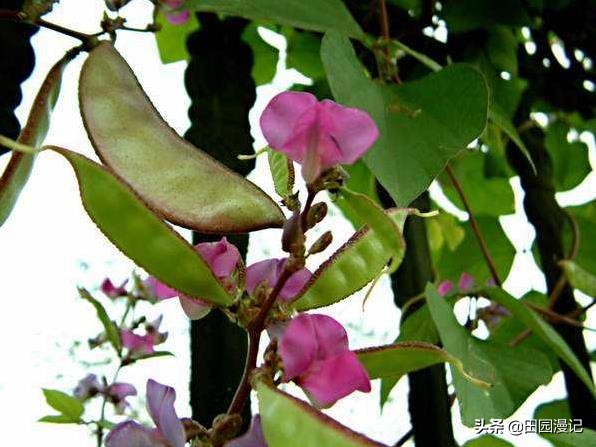 富硒蔬菜韭菜(富硒韭菜价格)-硒宝网