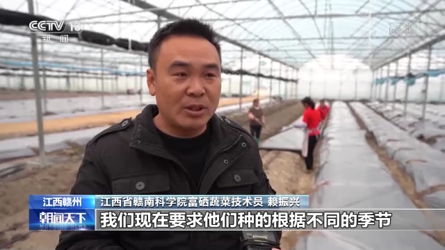 富硒蔬菜苏区（富硒蔬菜价格比普通蔬菜）-硒宝网