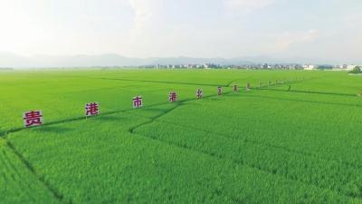 广西富硒蔬菜（富硒蔬菜价格比普通蔬菜）-硒宝网