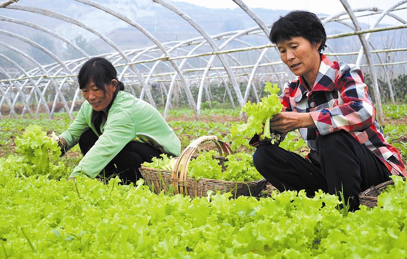 会昌富硒蔬菜（蔬菜怎么富硒）-硒宝网