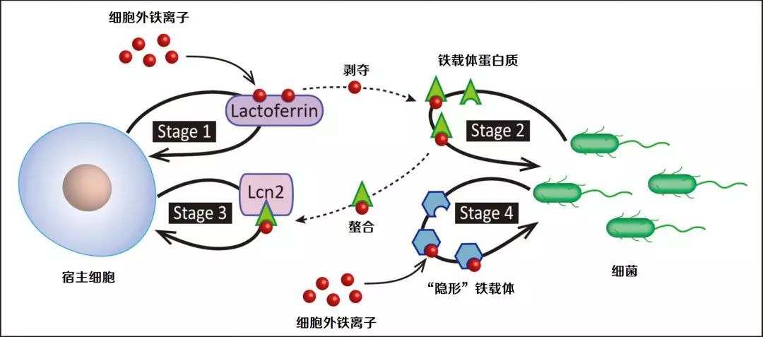 乳铁蛋白补铁吗(补铁乳铁蛋白)-硒宝网