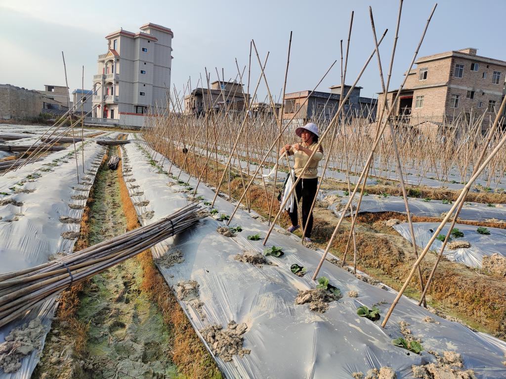 赠送富硒蔬菜(赠送蔬菜富硒食品)-硒宝网