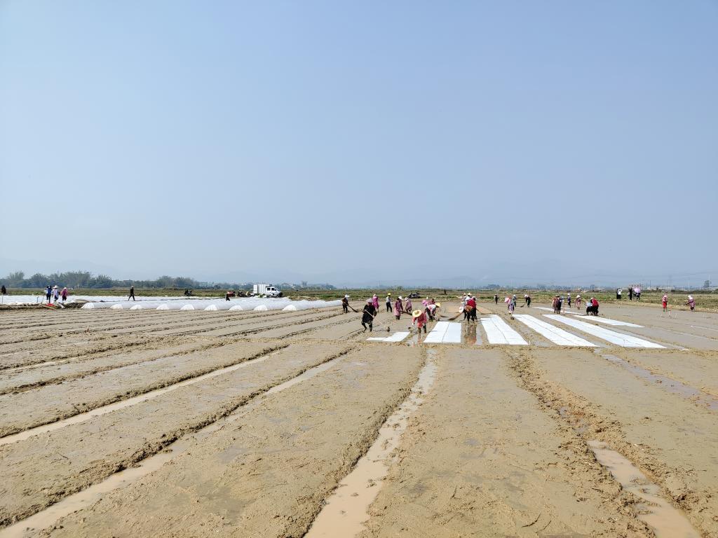 赠送富硒蔬菜(赠送蔬菜富硒食品)-硒宝网