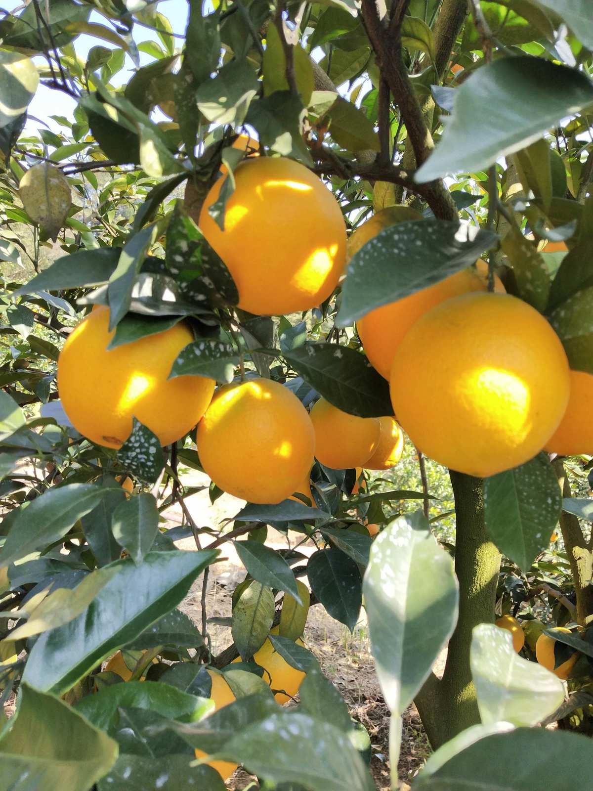 白山富硒蔬菜（富硒大白菜有啥好处）-硒宝网