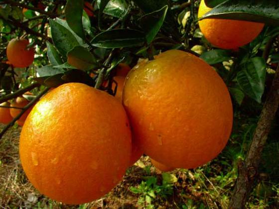 白山富硒蔬菜（富硒大白菜有啥好处）-硒宝网