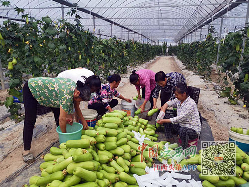 蔬菜富硒品牌（蔬菜富硒品牌排行榜）-硒宝网