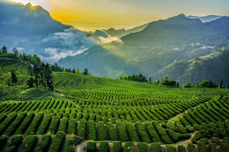 富硒蔬菜苏区（富硒蔬菜多少钱一斤）-硒宝网