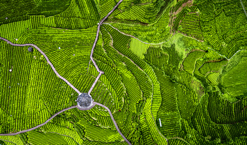 富硒蔬菜苏区（富硒蔬菜多少钱一斤）-硒宝网