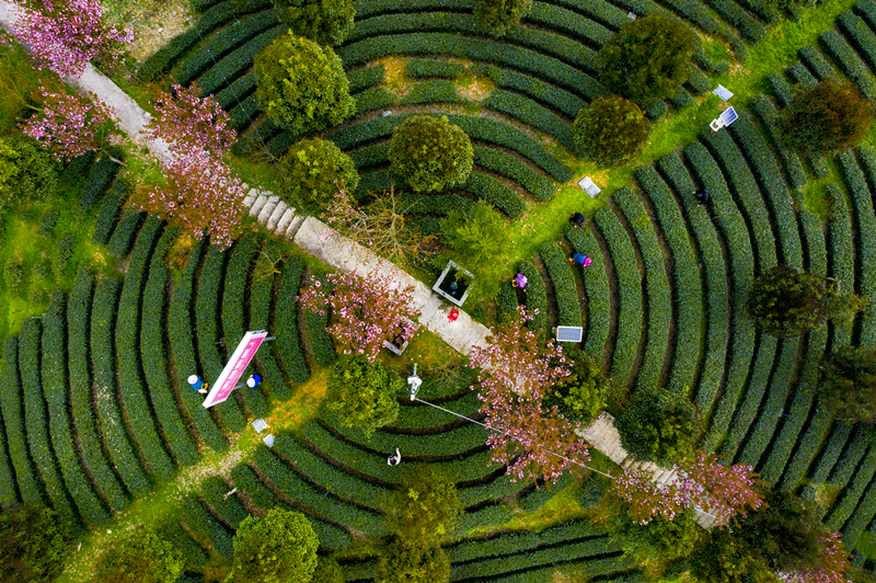 富硒蔬菜苏区（富硒蔬菜多少钱一斤）-硒宝网