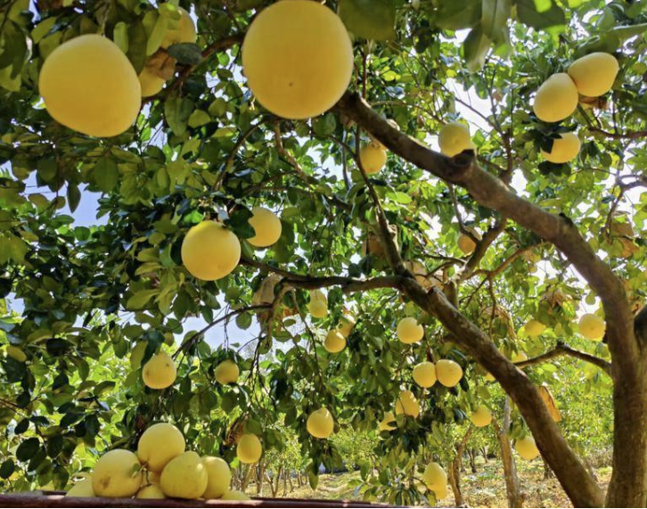 富硒蔬菜苏区（富硒蔬菜多少钱一斤）-硒宝网