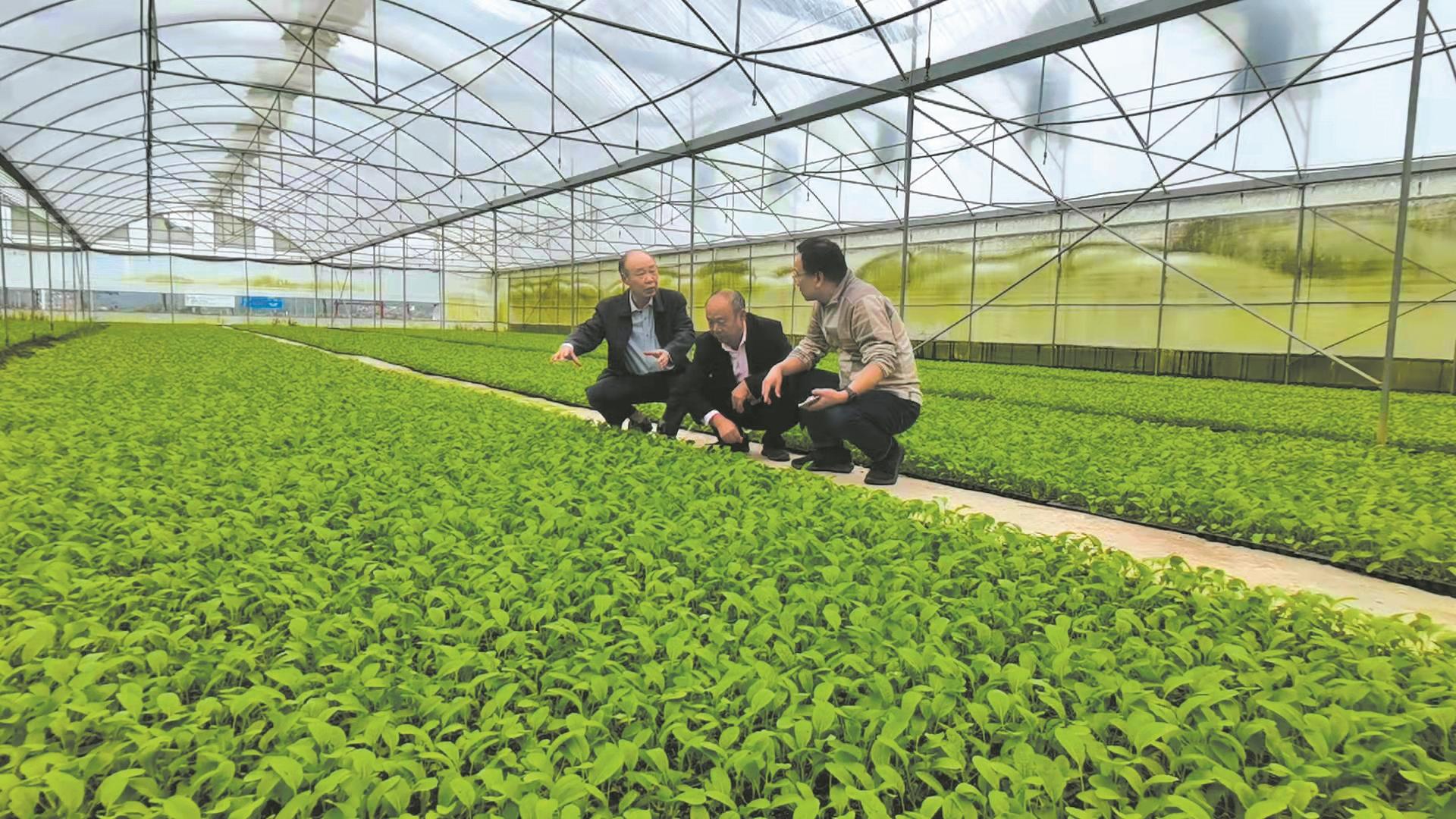 富硒水栽蔬菜(富硒蔬菜的好处)-硒宝网