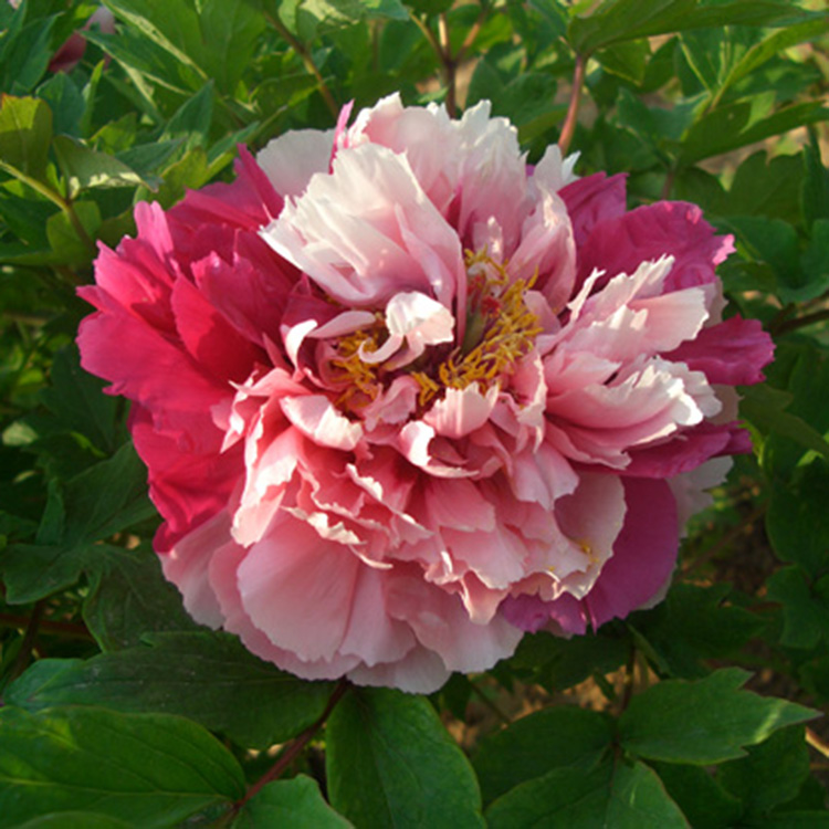 荷泽富硒蔬菜(富硒蔬菜水果)-硒宝网