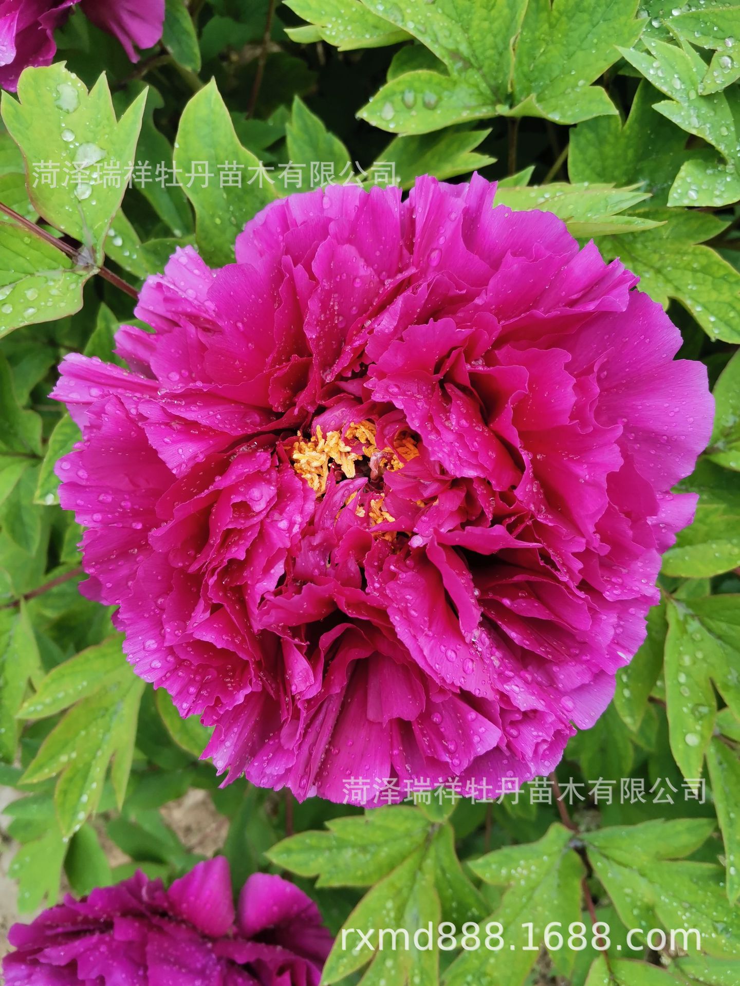 荷泽富硒蔬菜(富硒蔬菜水果)-硒宝网