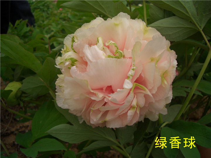 荷泽富硒蔬菜(富硒蔬菜水果)-硒宝网