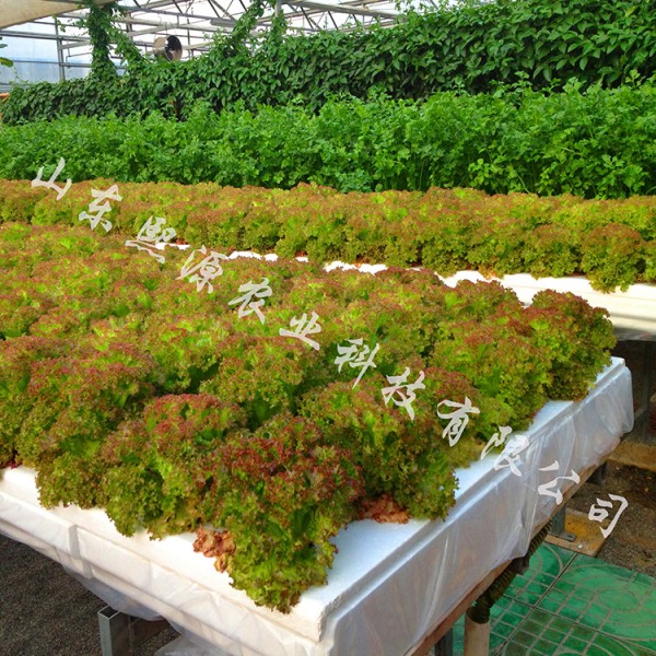 富硒蔬菜购买（富硒蔬菜多少钱一斤）-硒宝网