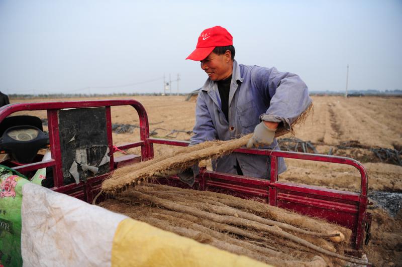 荷泽富硒蔬菜（富硒蔬菜多少钱一斤）-硒宝网