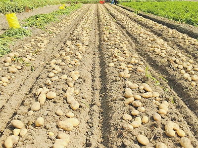 富硒蔬菜科普(蔬菜富硒标准是多少)-硒宝网