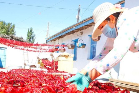 富硒蔬菜科普(蔬菜富硒标准是多少)-硒宝网