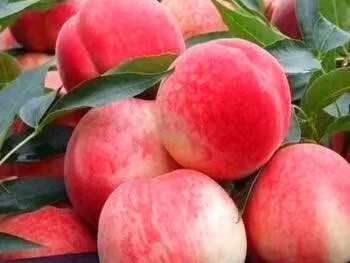 富硒蔬菜海报(富硒蔬菜水果)-硒宝网