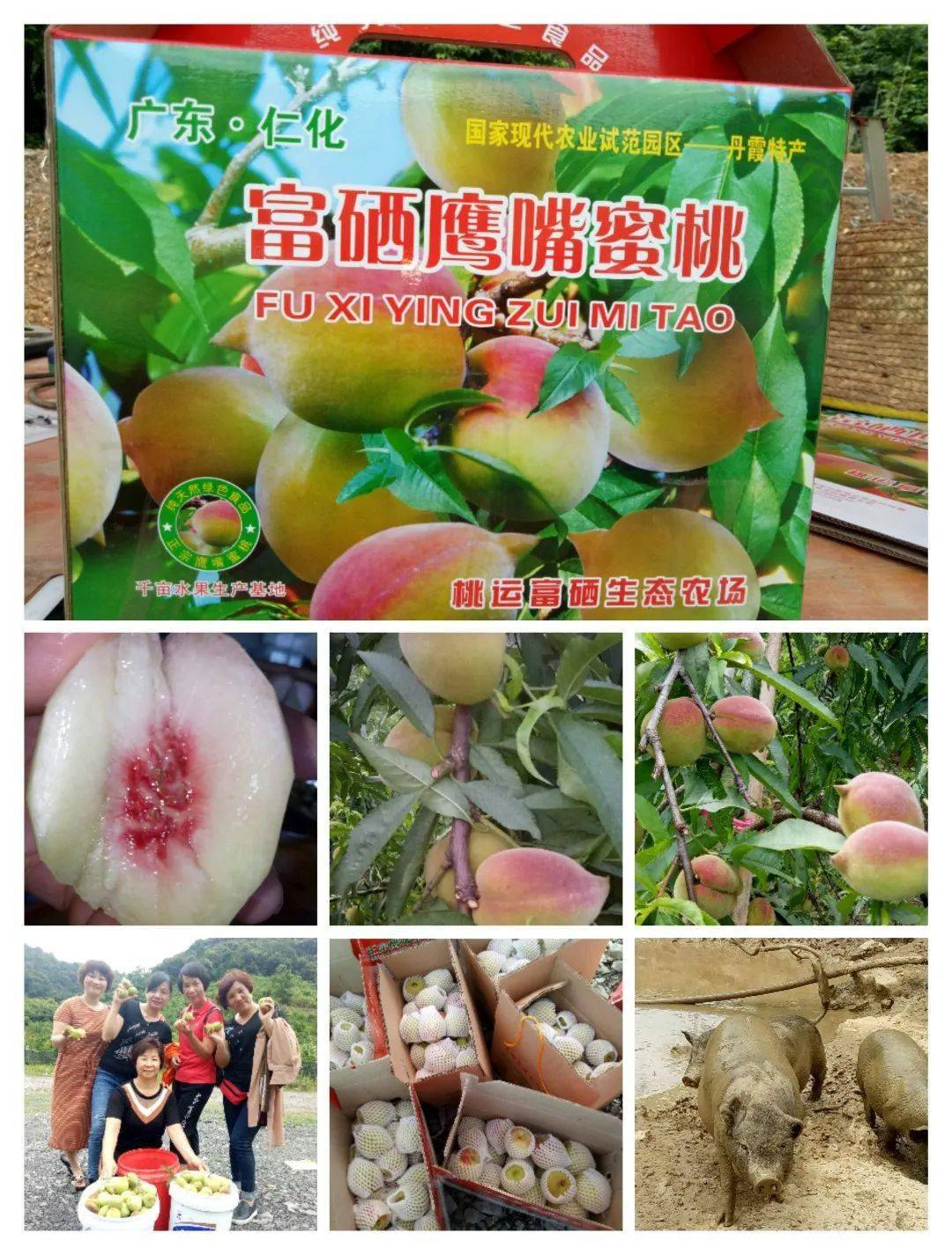 富硒蔬菜海报(富硒蔬菜水果)-硒宝网