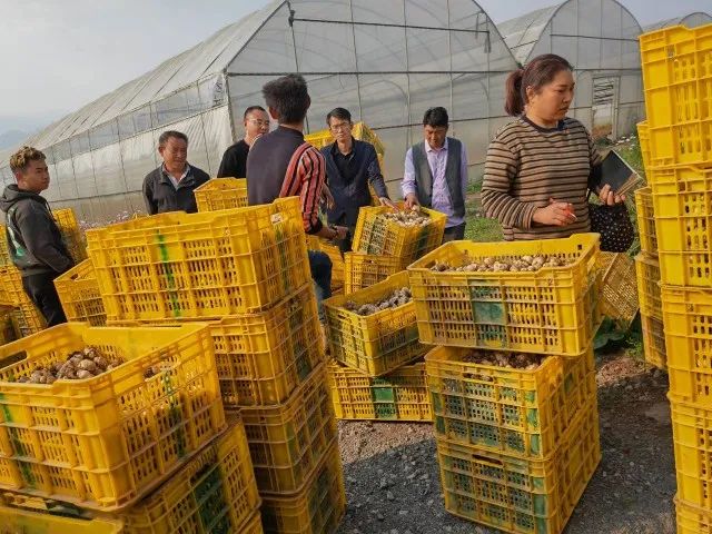 现代富硒蔬菜(蔬菜富硒标准是多少)-硒宝网