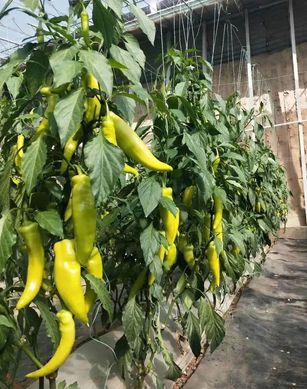 赣州富硒蔬菜（赣州富硒大米）-硒宝网