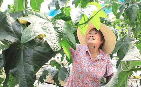 富硒水栽蔬菜(富硒水培蔬菜)-硒宝网