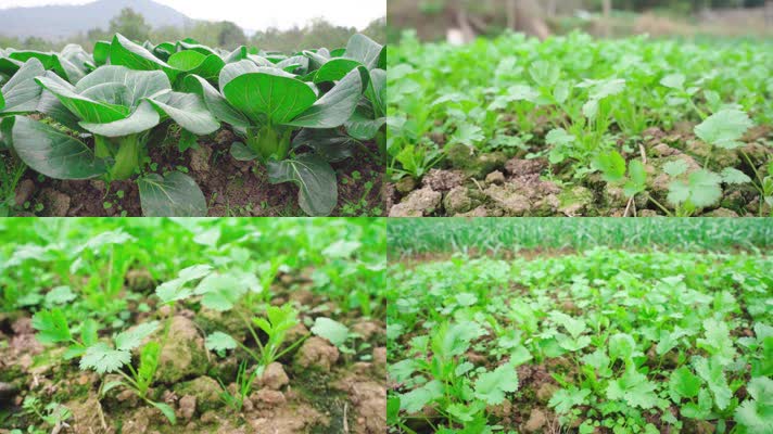 蔬菜富硒含量（蔬菜含量富硒排名）-硒宝网