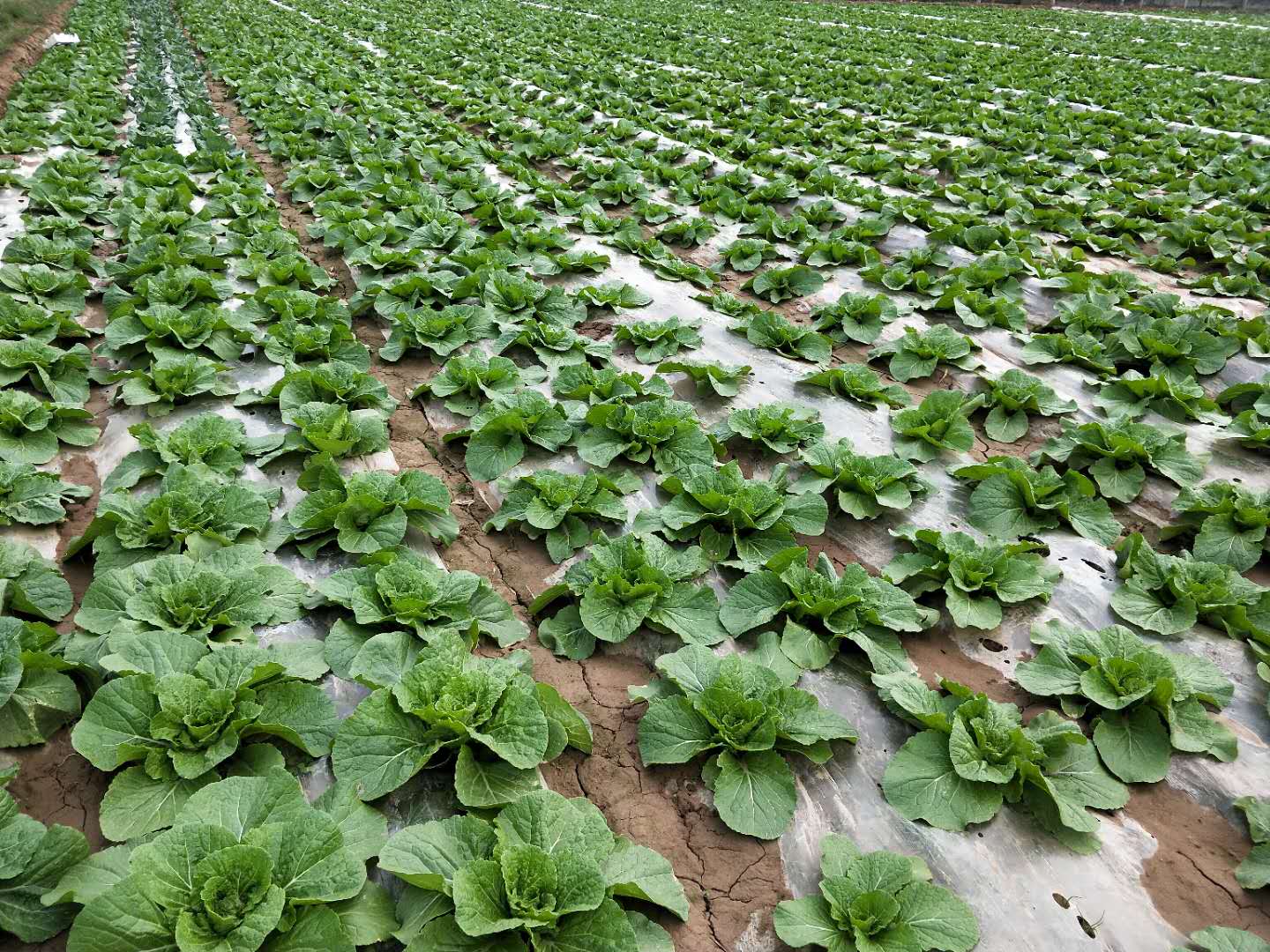 蔬菜富硒含量（蔬菜含量富硒排名）-硒宝网