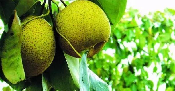 晋城富硒蔬菜（富硒蔬菜价格比普通蔬菜）-硒宝网