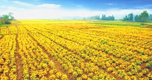 北京富硒蔬菜（富硒蔬菜的标准）-硒宝网