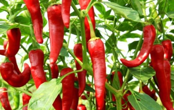 北京富硒蔬菜（富硒蔬菜的标准）-硒宝网