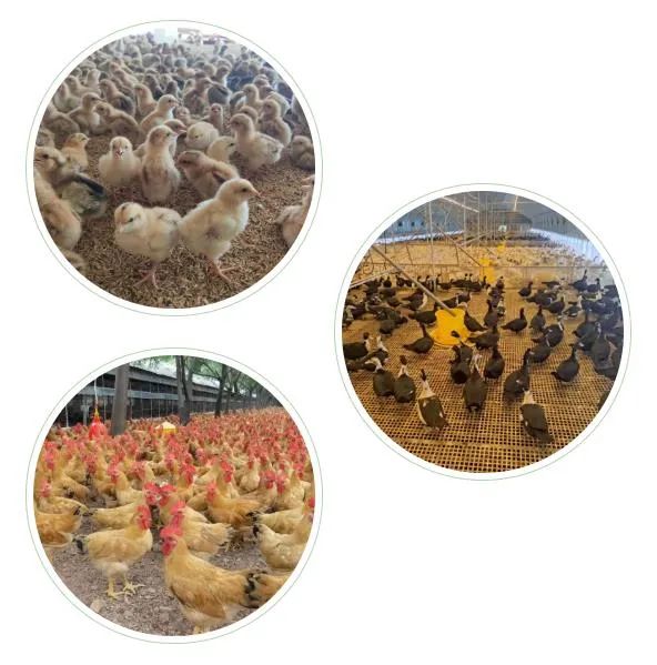 赣州富硒蔬菜(赣南富硒)-硒宝网