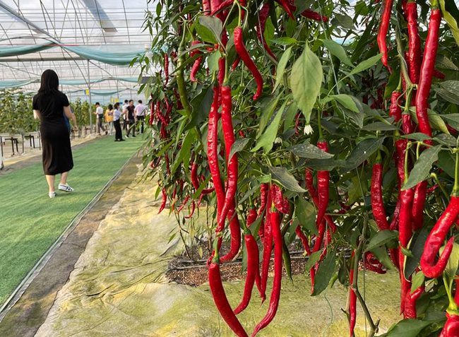 富硒蔬菜赣州(赣南富硒)-硒宝网