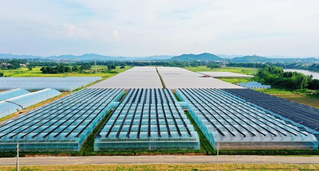 富硒蔬菜赣州(赣南富硒)-硒宝网