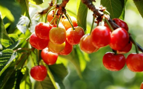 济南富硒蔬菜(济南蔬菜富硒饼干厂家)-硒宝网