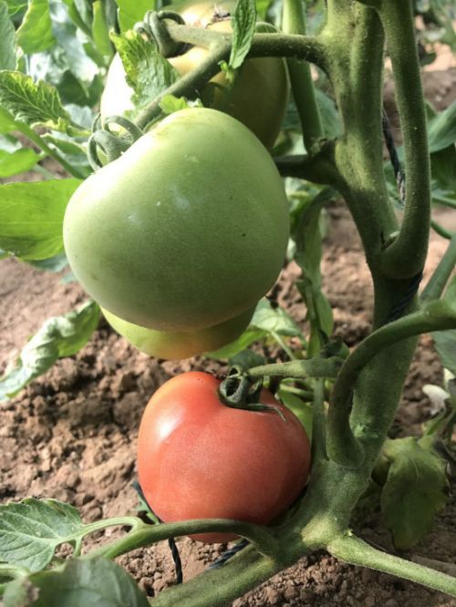 济南富硒蔬菜(济南蔬菜富硒饼干厂家)-硒宝网